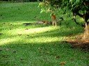 Costa Rica titi monkeys  7