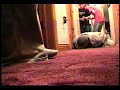 Blob Drop
