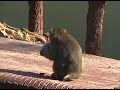 Monkeys - Scimmie al Bioparco di Roma - Click High Quality Monkeys - Scimmie al Bioparco di Roma - Click High Quality