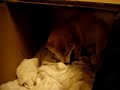 えこちゃんの陣痛（ちょっと強め）