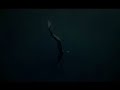 BMW FREE DIVE