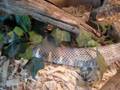 Desdemona shedding