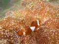 False clown anemonefish