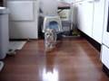 Horror Cat