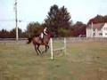 Luvie jumping a 1 stride to a bounce to a 1 stride line