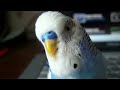 Говорящий попугай Кеша (новое видео) http://vkontakte.ru/club17245908