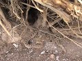 letting the little rattlesnake go out in the wash
