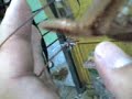 coronatus coronatus
