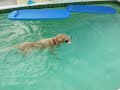 Moose, the amazing diving dog