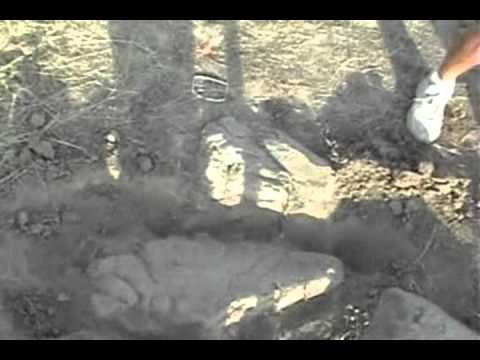 Prehistoric Dragon