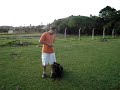 Adestramento Rottweiler Adestramento Rottweiler