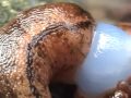 Slug Sex