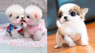Baby Dogs - Cute and Funny Dog Videos Compilation 
