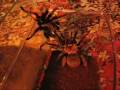 tarantule - comportament tarantule - comportament