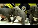 pups3