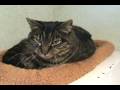 BRADFORD cat for adoption