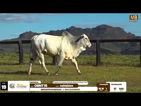 1� LEIL�O PRODU��O FAZENDA ORIENTE