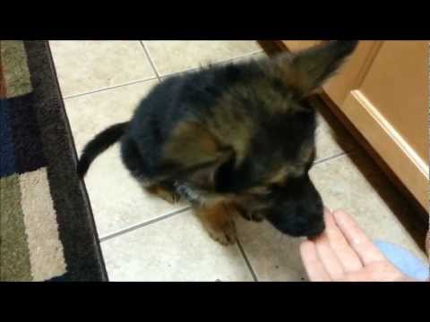 how to care german shepherd puppy
