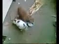 Kedi Ve Köpek Kavgas? Kedi Ve Köpek Kavgas?