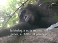 Chimpancés de Gombe