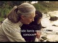 Chimpancés de Gombe