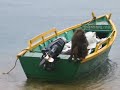 Chimpancés de Gombe