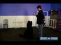 How to Train a Dog : Dog Training with Lures, Rewards, & Bribes