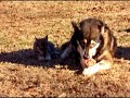 Wolf Eating Turkey