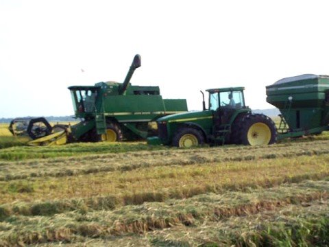 how to harvest rice in arkansas