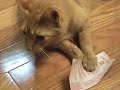 Re: MEAN KITTY - How To Annoy Your Cat... The Nice Way! Re: MEAN KITTY - How To Annoy Your Cat... The Nice Way!