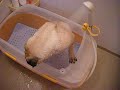 Lily takes shower, but looks so affraid