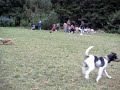 chihuahua meetup 4 chihuahua meetup 4