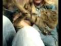Skandy the evil kitty