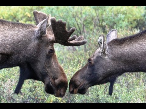 briczar22 - MOOSE KISS & THE DROP OF DEATH! Safari Alaska 5. After getting a great introduction to the park via a ranger hike, we set off into the first 15 miles of the ...