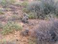 videos de 36