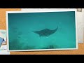 Kuredu Manta Rays