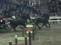 Friesian driving four in hand - marathon CDE