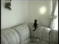 chat marrant chat marrant