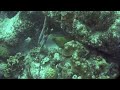 French Angel Upstages Green Moray