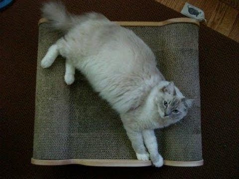 0 Brawny Cat Big Baby – Floppycats.com Product Review