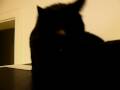 Big tomcat snuggles up to bombay cat Big tomcat snuggles up to bombay cat