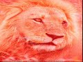 KG THE KING OF THE JUNGLE \"SUNRIZE\"