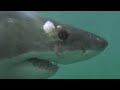 Predators: Great White Shark Attack