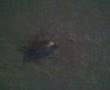 The Untold Stories of Deep River - The Powerbug