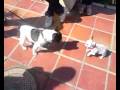 bulldog frances rabioso 6 meses puppy  y roni