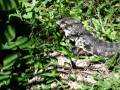 videos de Lagarto da Ilha do Mel