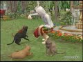 www.dailymotion.com the sims 2: pets (video 01 of 02) playstation 2, nintendo ds, psp (playstation portable), pc, nintendo game cube, game boy advanced * pspf�rum (brasil): www.pspforum.com.br