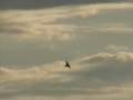 2007 AirPower Over Hampton Roads - F-15 Eagle Demonstration