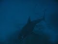 Great White Shark, South Australia - Rodney Fox Expedition