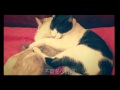 Cat says 